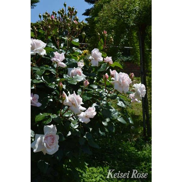 コンスタンツェ・モーツァルト（バラ苗：四季咲き中輪房咲き系） 大苗