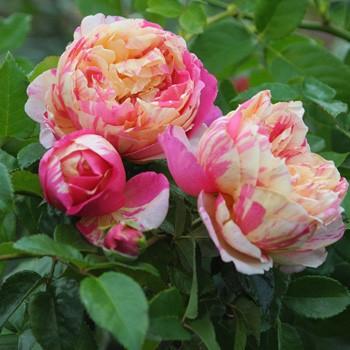 エドゥアール マネ バラ苗 デルバール 大苗予約 b 大神ファームyahoo 店 通販 Yahoo ショッピング