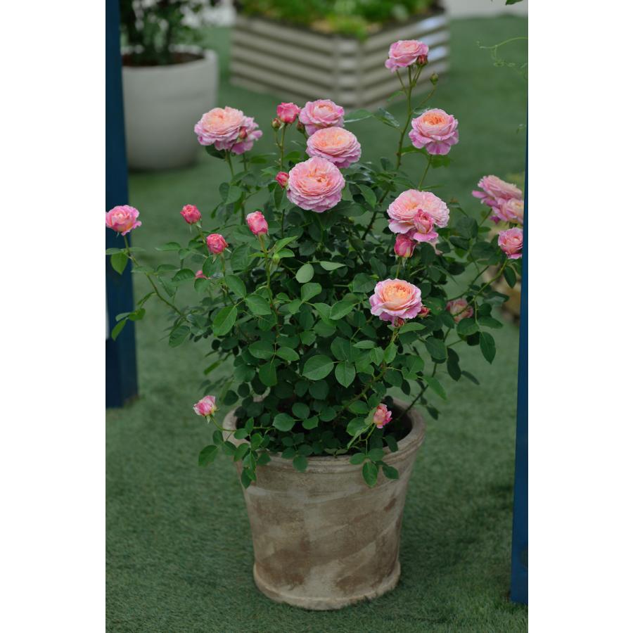 クロード・モネ（バラ苗：デルバール）　大苗予約　《農林水産省　登録品種》