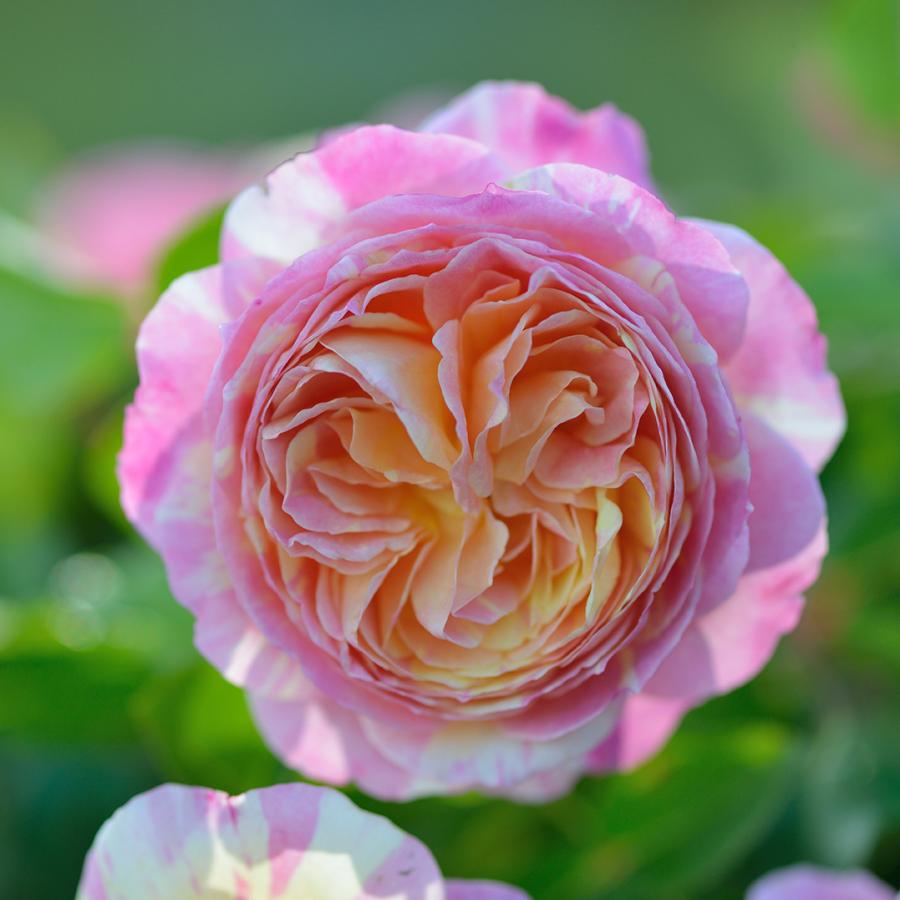 クロード・モネ（バラ苗：デルバール）　大苗予約　《農林水産省　登録品種》