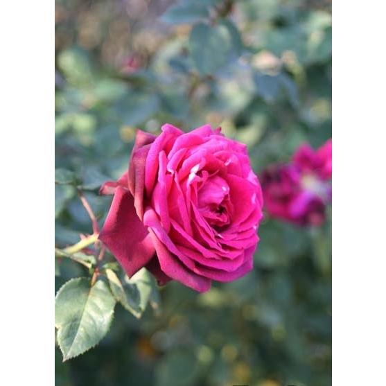 グレーフィン・ディアナ（バラ苗：四季咲き大輪系） 大苗 《農林水産省