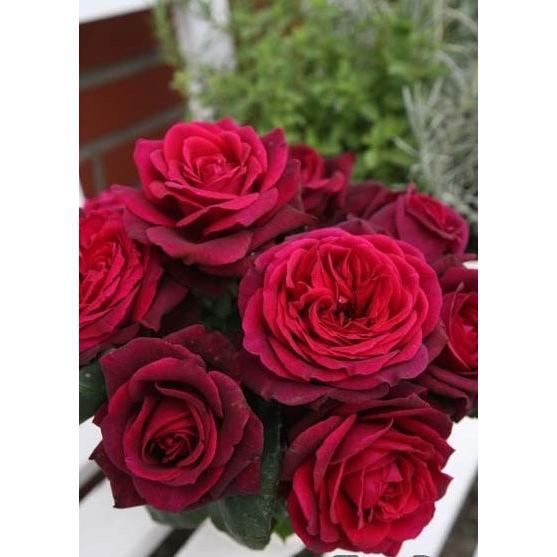 グレーフィン・ディアナ（バラ苗：四季咲き大輪系） 大苗 《農林水産省