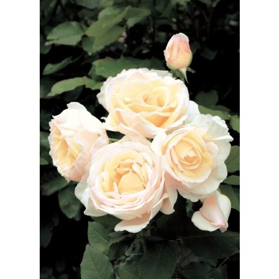 薫乃 バラ苗 四季咲き中輪房咲き系 大苗予約 大神ファームyahoo 店 通販 Yahoo ショッピング