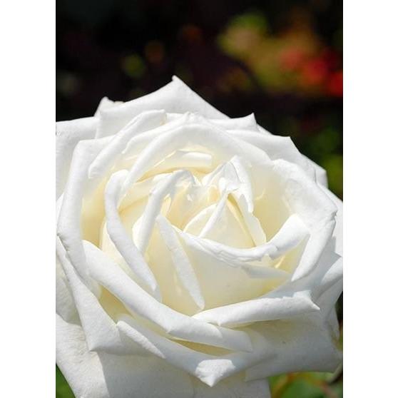 ヨハネ・パウロ2世（バラ苗：四季咲き大輪系）　大苗予約　《農林水産省　登録品種》