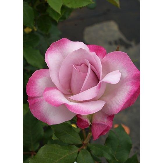 ライラック・ビューティー（バラ苗：四季咲き大輪系） 大苗 《農林水産