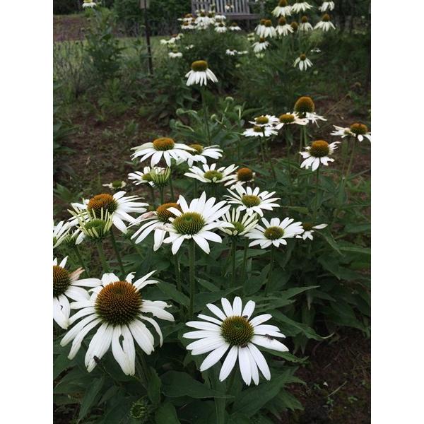 エキナセア プルプレア パープレア ホワイト 白 ハーブ苗 大神ファームyahoo 店 通販 Yahoo ショッピング