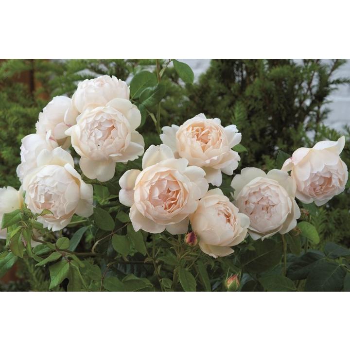 ウォラトン オールド ホール バラ苗 イングリッシュローズ 大苗予約 大神ファームyahoo 店 通販 Yahoo ショッピング