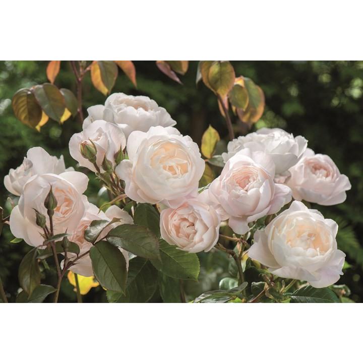 デスデモーナ（Auskindling）（バラ苗：イングリッシュローズ） 大苗