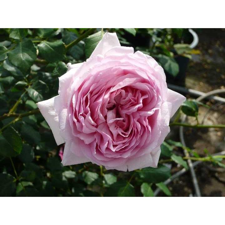 トットちゃん バラ苗 河本バラ園 大苗予約 c 大神ファームyahoo 店 通販 Yahoo ショッピング