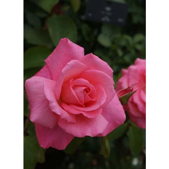 芳純（バラ苗：四季咲き大輪系） 大苗 : 大神ファームYahoo!店 - 通販
