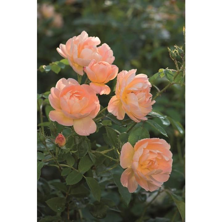 【正規品ラベル有】ザ ラーク アセンディング８号鉢植替え済み　バラ大苗　バラ苗 ザ・ラーク・アセンディング鉢苗 - The Lark Ascending Potted