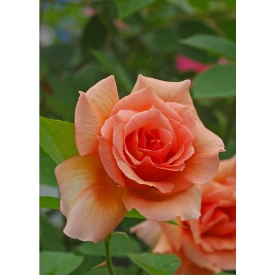 アプリコット・キャンディ（バラ苗：四季咲き大輪系） 大苗 《農林水産