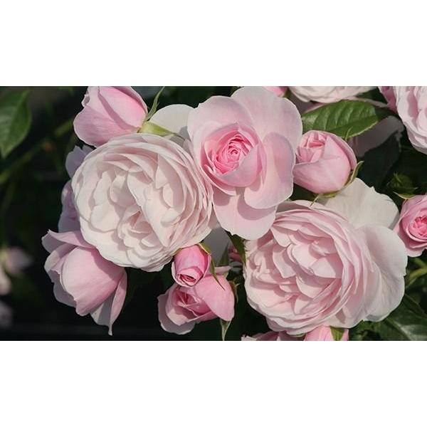 ハンス・ゲーネバイン（バラ苗：四季咲き中輪房咲き系） 大苗 《農林