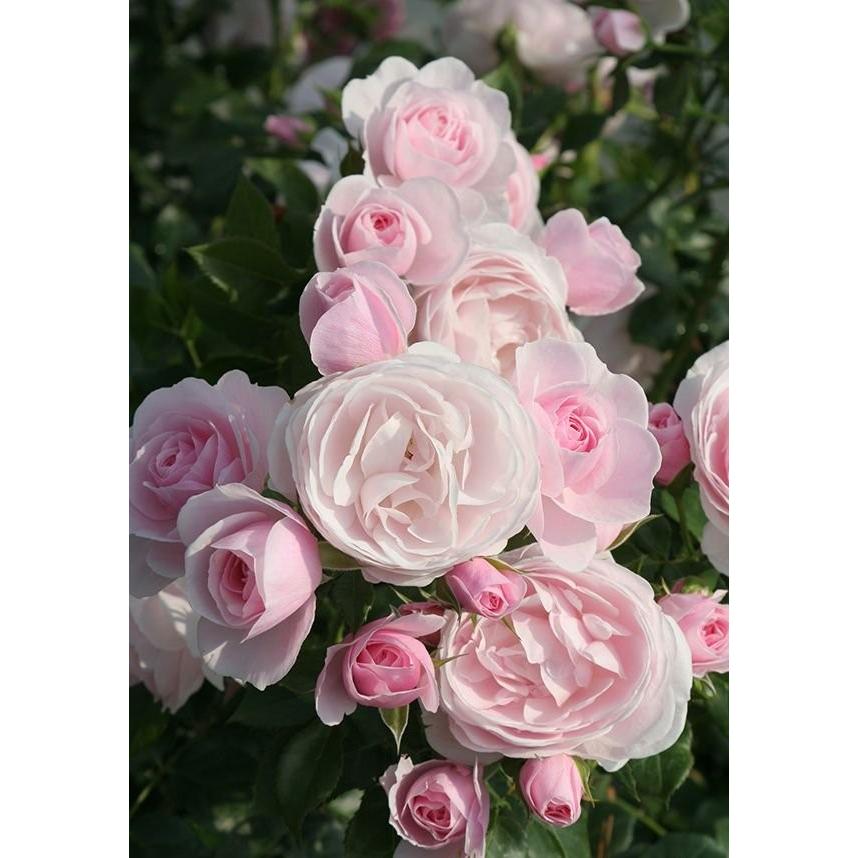 ハンス・ゲーネバイン（バラ苗：四季咲き中輪房咲き系） 大苗 《農林