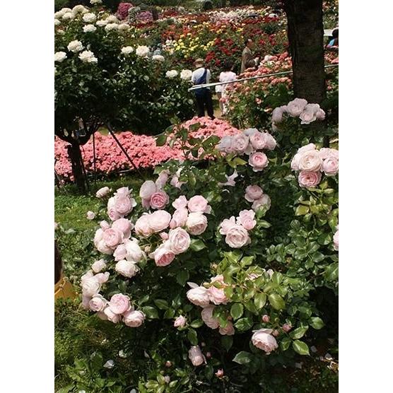 ハンス・ゲーネバイン（バラ苗：四季咲き中輪房咲き系） 大苗 《農林