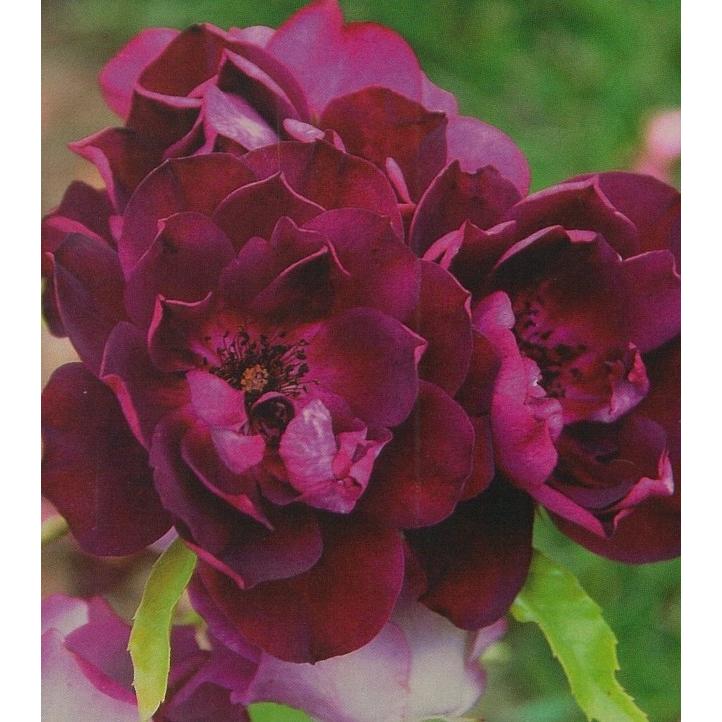 バーガンディ アイスバーグ バラ苗 木立性四季咲き 大苗予約 大神ファームyahoo 店 通販 Yahoo ショッピング