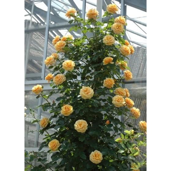 スター・チェイサー(バラ苗:つるバラ) 大苗予約 《農林水産省 登録品種