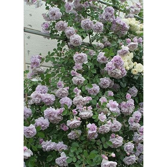 レイニーブルー(バラ苗:つるバラ) 大苗 《農林水産省 登録品種》PVP