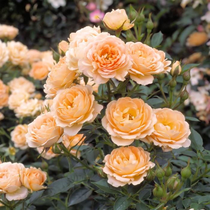 つるバラ スイートドリーム 8号鉢あんどん仕立て バラ苗 スイート・ドリーム(バラ苗:つるバラ) 大苗 : 大神ファームYahoo!店
