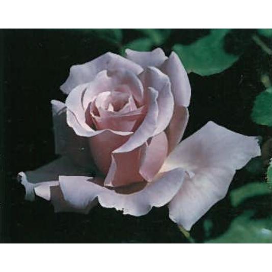 つるスターリングシルバー(バラ苗:つるバラ) 大苗 : 大神ファームYahoo