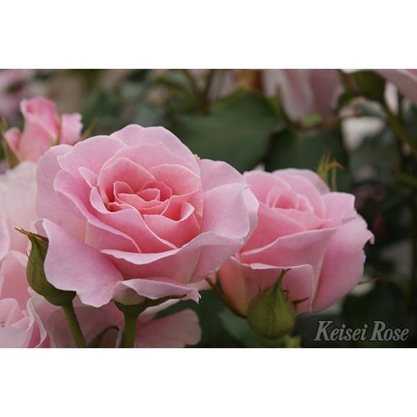 ピンク・フレンチレース（バラ苗：四季咲き中輪房咲き系） 大苗 : 大神