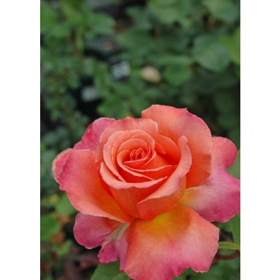 エル バラ苗 四季咲き大輪系 大苗 大神ファームyahoo 店 通販 Yahoo ショッピング