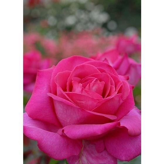 パローレ（バラ苗：四季咲き大輪系）大苗予約 : 大神ファームYahoo!店