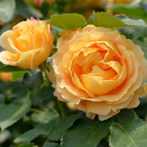 ラ・ドルチェ・ヴィータ（バラ苗：デルバール） 大苗 《農林水産省