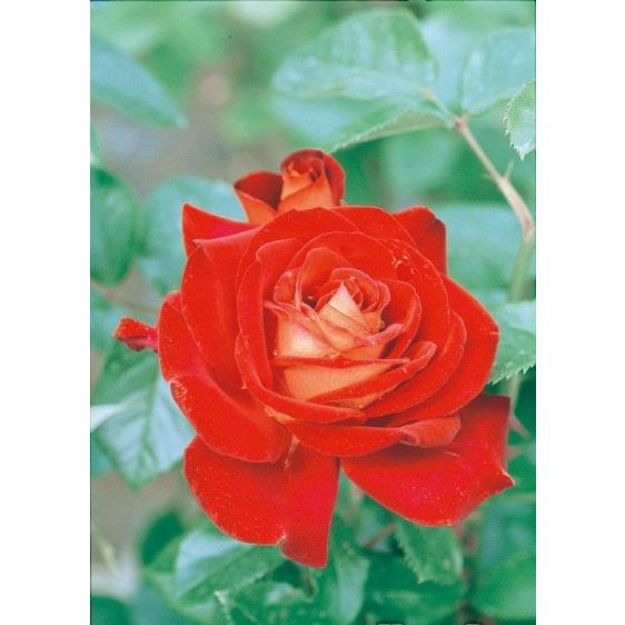 希望（バラ苗：四季咲き大輪系） 大苗 : 大神ファームYahoo!店 - 通販