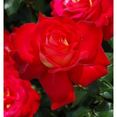 希望（バラ苗：四季咲き大輪系） 大苗 : 大神ファームYahoo!店 - 通販