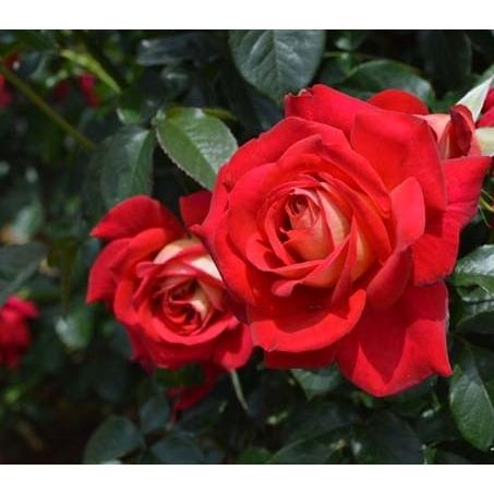 希望（バラ苗：四季咲き大輪系） 大苗 : 大神ファームYahoo!店 - 通販