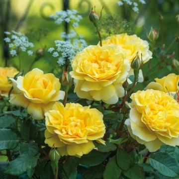 薔薇　様＊専用 母の日2026薔薇の時間[ジャム＆ティーギフト]｜バラと庭あそび京阪園芸