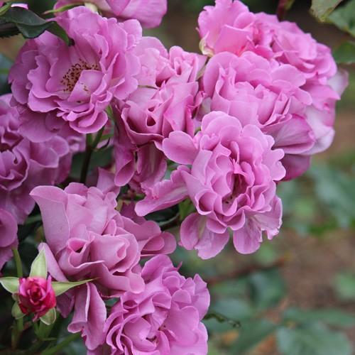 レスポワール（希望）(バラ苗：ギヨー社・フランス）　大苗予約　《契約品種》