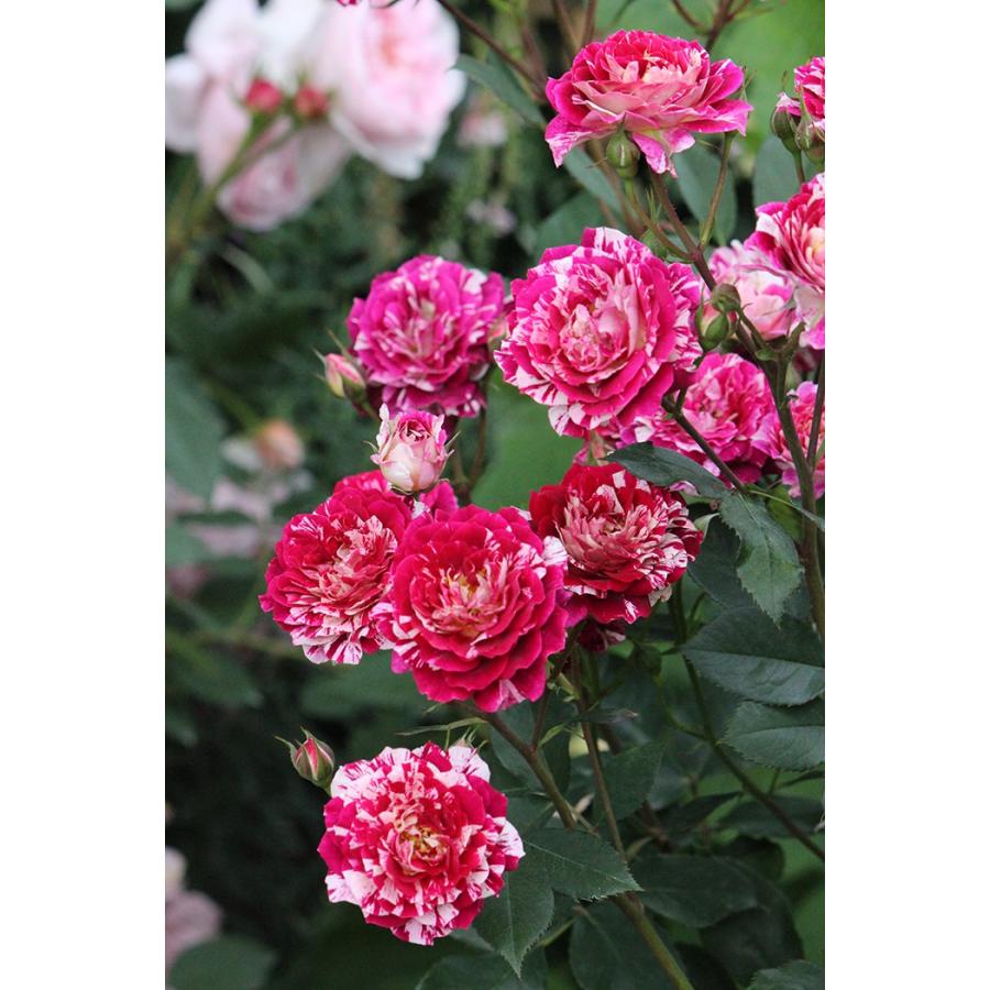 ベル デスピヌーズ バラ苗 ギヨー社 フランス 大苗 o 大神ファームyahoo 店 通販 Yahoo ショッピング