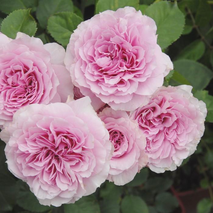 専用です。バラ苗 結び（バラ苗：F&Gローズ）大苗予約 《契約品種》 F&Gローズ