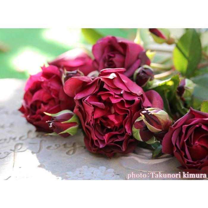 ライラ バラ苗 ロサ オリエンティス 大苗予約 農林水産省 登録品種 b 大神ファームyahoo 店 通販 Yahoo ショッピング