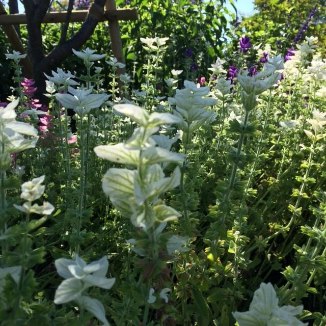 ペインテッドセージ 白 ハーブ苗 大神ファームyahoo 店 通販 Yahoo ショッピング