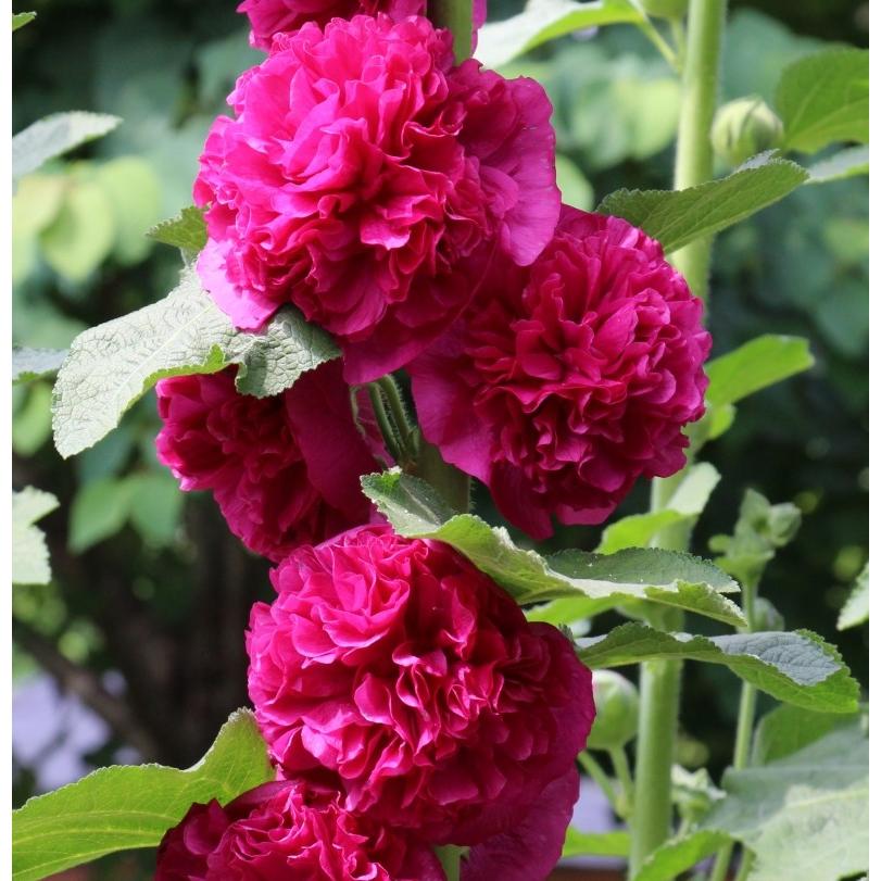 おすすめ！【10粒】八重＆２色咲きのホリホック　１本に２色咲き♪ アルセア（ホリホック） タチアオイ（立葵） 宿根草 ダブル（八重咲き