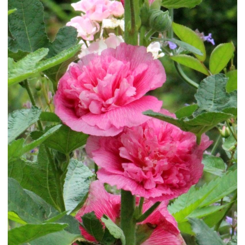 アルセア（ホリホック）　タチアオイ（立葵）　宿根草　ダブル（八重咲き）　ピンク｜ogafarm