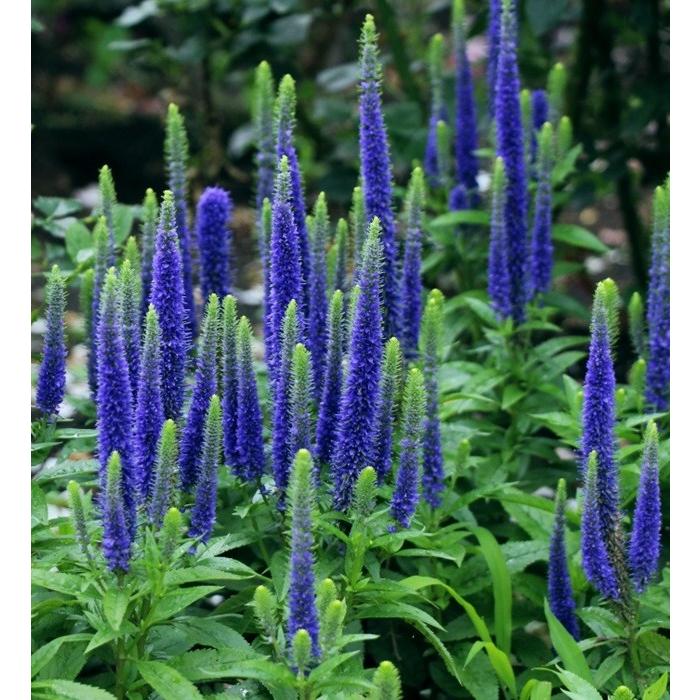 ベロニカ ドワーフブルー ブルー 宿根草 ガーデニング用 s 大神ファームyahoo 店 通販 Yahoo ショッピング