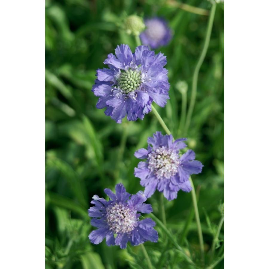 スカビオサ コーカサスブルー 10 5cmポット 宿根草 ガーデニング用 i 大神ファームyahoo 店 通販 Yahoo ショッピング