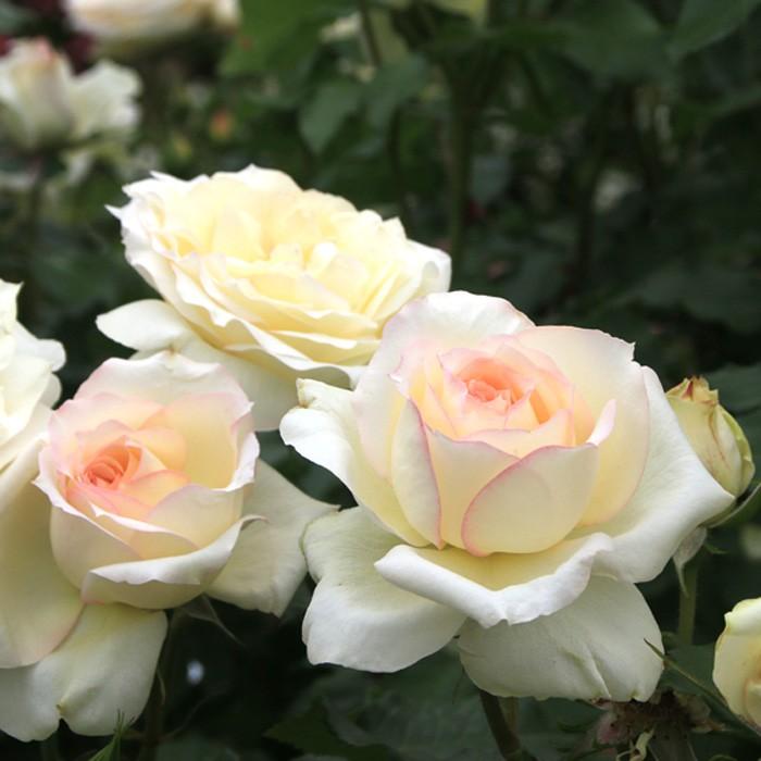 四季咲き⭐️大輪薔薇１５品種⭐️１５ポット 四季咲き⭐️大輪薔薇15品種⭐️15ポット