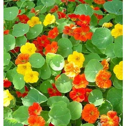 ナスタチウム クライミング ハーブ苗 大神ファームyahoo 店 通販 Yahoo ショッピング