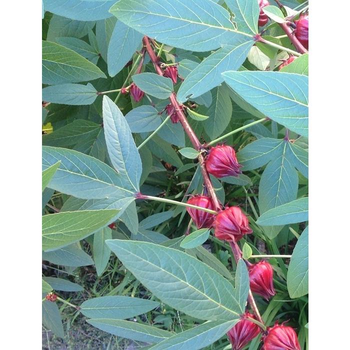 ローゼル（ハイビスカス） ハーブ苗 : 大神ファームYahoo!店 - 通販