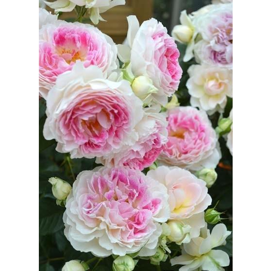 ホリデー・アイランド・ピオニー（バラ苗：四季咲き大輪系） 大苗