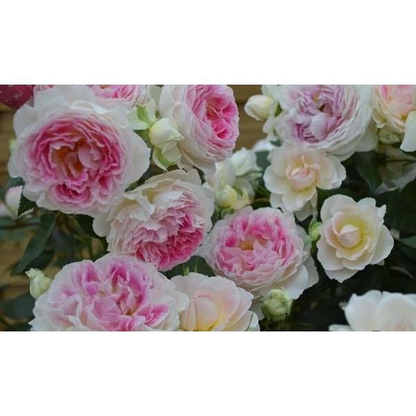 ホリデー・アイランド・ピオニー（バラ苗：四季咲き大輪系） 大苗