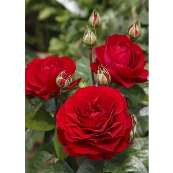 低価格化 ディープ ボルドー バラ苗 四季咲き中輪房咲き系 大苗予約 農林水産省 登録品種 Eureka Com Py