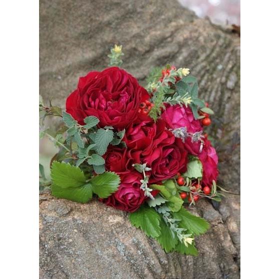 低価格化 ディープ ボルドー バラ苗 四季咲き中輪房咲き系 大苗予約 農林水産省 登録品種 Eureka Com Py