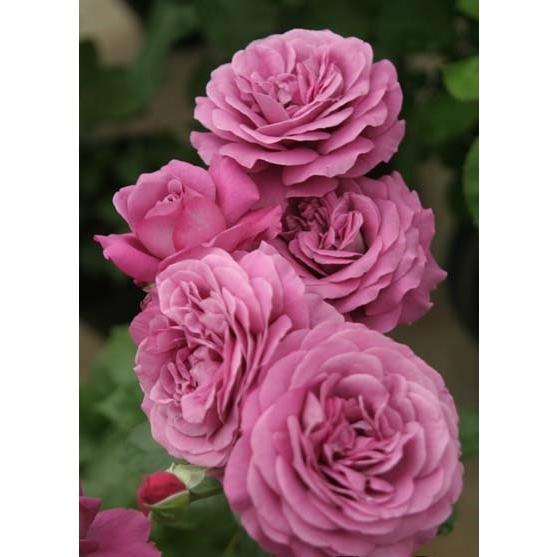 薔薇苗　四季咲き　プラムパーフェクト❤️ ⑧ バラ苗】プラム パーフェクト® (2026年3月発送) | 花巻温泉 公式