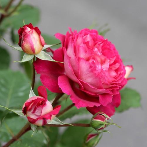 ドクトール・マサド（バラ苗：ドミニク・マサド） 大苗 《契約品種